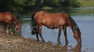 美丽的棕马在河边吃草，喝水，天气晴朗
